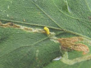 菊潛葉蠅 菊潛葉蠅