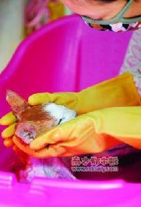 寵物安葬服務 寵物安葬服務