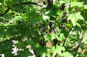 捲毛長柄槭 捲毛長柄槭