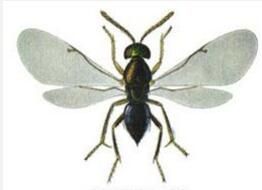 膜翅目蚜小蜂科 膜翅目蚜小蜂科