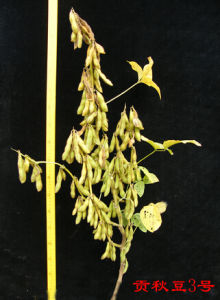 貢秋豆3號 貢秋豆3號