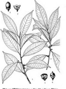 合柱矩圓葉柃 合柱矩圓葉柃