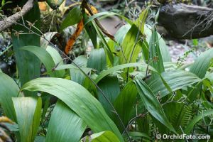 毛梗蘭屬 毛梗蘭屬