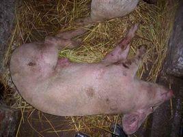 流行性腹瀉 流行性腹瀉