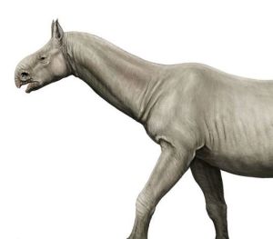 俾路支獸 俾路支獸