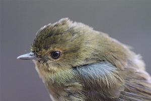 巴布亞絲刺鶯 巴布亞絲刺鶯