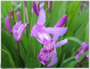 牛奶蜂蜜白芨糊