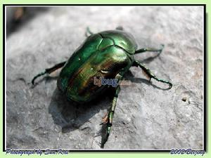 棕花金龜 棕花金龜