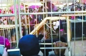 11·25洪洞縣馬戲團老虎傷人事件 11·25洪洞縣馬戲團老虎傷人事件