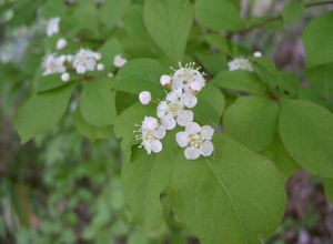 毛序陷脈石楠 毛序陷脈石楠