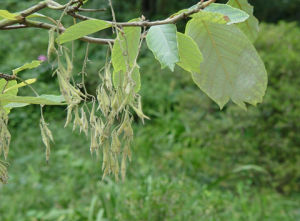 白辛樹屬 白辛樹屬