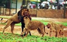 武漢森林野生動物園 武漢森林野生動物園