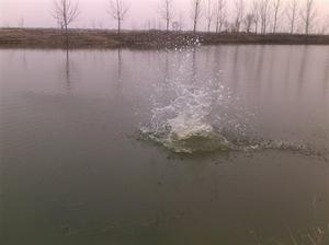 馬蘭頭村 馬蘭頭村