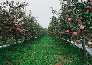白水縣蘋果基地