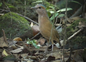 藍背八色鶇指名亞種 藍背八色鶇指名亞種