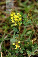 草木樨屬植物