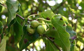 軟棗獼猴桃 軟棗獼猴桃