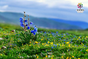 總序綠絨蒿 總序綠絨蒿