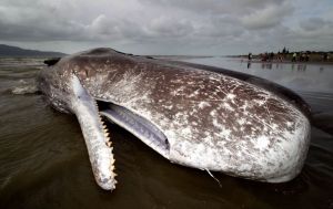 15米長抹香鯨擱淺海灘遭切割搬離