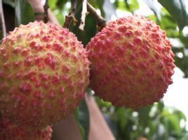 雪懷子荔枝 雪懷子荔枝