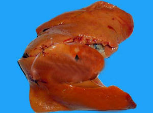 豬黃麴黴毒素中毒