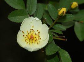 單瓣白木香 單瓣白木香