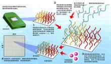 親子鑑定是一項基因技術