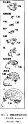 腦的進化