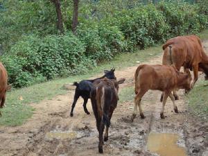 牛旺塘自然村畜牧養殖業