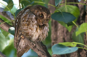 猛鳴角鴞 猛鳴角鴞