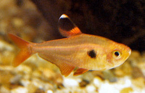 史氏魮脂鯉 史氏魮脂鯉