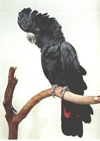 紅尾黑巴丹鸚鵡