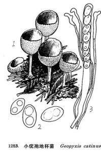 小疣地杯菌 小疣地杯菌