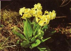 蠟黃報春 蠟黃報春