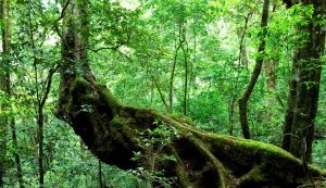 古潤野茶 古潤野茶
