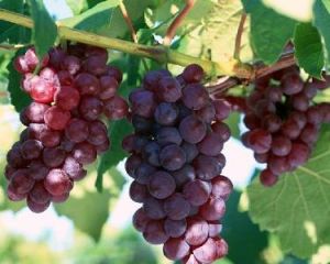 長溝葡萄 長溝葡萄