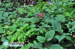 白毛烏蘞莓 白毛烏蘞莓