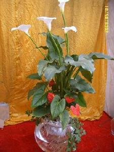 水培滴水觀音 水培滴水觀音