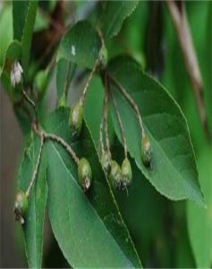 毛瓣石楠 毛瓣石楠