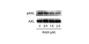 Y-27632生物數據2