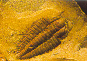 澄江動物群化石