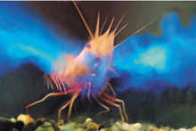 深海生物圖片欣賞