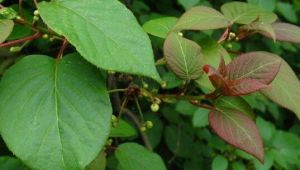 藤山柳(原變種) 藤山柳(原變種)