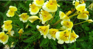 大理馬先蒿 大理馬先蒿