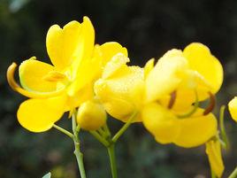 花秋1號 花秋1號