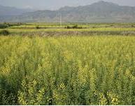 華協1號 華協1號