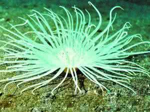 斑節千手佛珊瑚