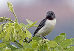 栗喉食籽雀 栗喉食籽雀