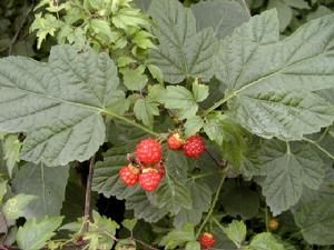 彩葉扁桃 彩葉扁桃