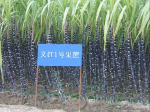 義紅1號 義紅1號